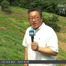 초식돼지