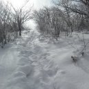 제48차:강원도 점봉산(곰배령1199.4m),1월30일 이미지