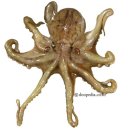 남해쭈꾸미 이미지