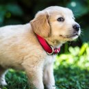 못된강아지 이미지