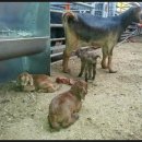 슈퍼염소농장 이미지