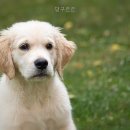 댕구르르 네이버블로그