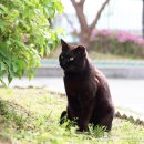 꺼멍머리 이미지