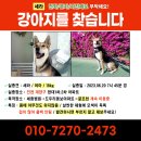 강아지를 찾습니다_인천 (찾았습니다🙇) 이미지