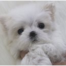 몽냥몽냥 이미지