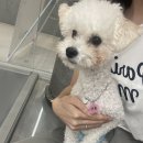 멍지트 네이버블로그