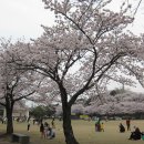 성지주일과 벚꽃축제(허찬란 신부의 생태신학적 이야기) 2017. 4. 10. 이미지