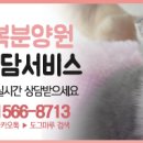 창원강아지분양 고양이분양 도그마루 이미지