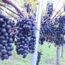 용안농약사 이미지