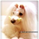 까미랑 몽이 이미지