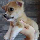 펫퍼스트 24시 강아지분양 고양이분양 파주운정점 | 파주 강아지분양, 펫퍼스트 24시에서 찾은 완벽한 친구