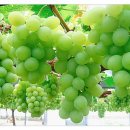 청포도 이미지