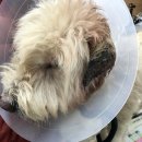 배선생펫스토리동물병원 이미지