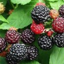 털보네농장 이미지