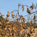 상지농장 이미지