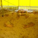 복지농장 이미지