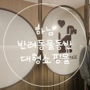 웰니스 펫 미용실 네이버블로그