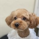 아미고펫 이미지