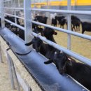 황금염소농장 이미지