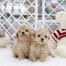 헬로펫 여수 이미지