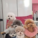 루이앤독 이미지