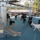 흑염소목장 이미지