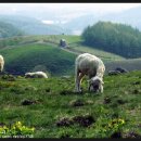 한땀목장 이미지