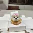 댕콤달콤 | 김포 반려동물 수제간식 댕콤달콤ㅣ강아지 케이크 제작 솔직 후기