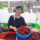 연산센터-17 | 논산가볼만한곳] 2025 연산대추문화축제 - 연산대추에 반하다, 맛 보장 당도 보장 연산대추
