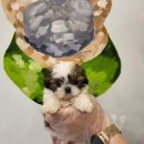 제주 애견 아가야 이미지