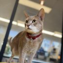 모여봐요 고양이 카페 이미지