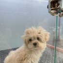 그레이동물병원 강남점 이미지