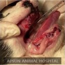 마야동물병원 이미지