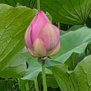 연못들3 이미지