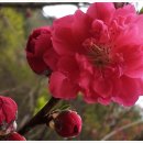 홍매화 민박 이미지