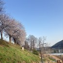 산아래호수 | 성남 벚꽃산책하기 좋은 곳, 대왕저수지 수변공원 주차·코스 총정리