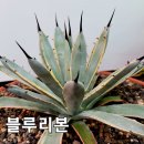 블루리본