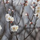 우수(雨水) 뜻, 봄을 알리는 두 번째 절기 이미지