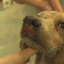 안녕, 멍멍아 이미지