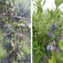 순창토종매실 이미지