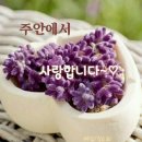 꼬망쎄 네이버블로그
