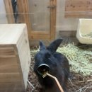 고양이 마을 | 서울 고양이 카페 길고양이마을 성수협력점 솔직한 후기!