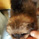 위드독스 이미지