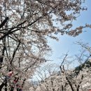 에덴장식 | 가평 에덴벚꽃길 축제 2026 방문후기, 경기도 벚꽃명소 추천