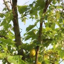 하늘타리 이미지