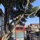 400038 | 🇨🇳 중국 겨울 윈난-충칭 여행 충칭 重庆 11일차 : 츠지커우, 장강 케이블카, 남산 이과수 전망대