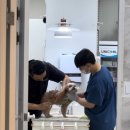 쪼꼬동물메디컬센터 이미지