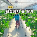 모래벌농장 | 경기도 화성 딸기체험 아이랑 실내 가볼만한곳 화성에서 온 딸기