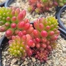 연부농장 이미지