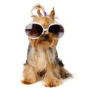 퍼스트 독 앤 캣 이미지